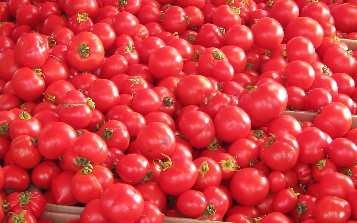 Cenar tomate engorda